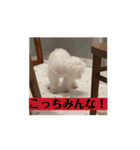 しょんぼり顔の犬 動くほたて1（個別スタンプ：8）