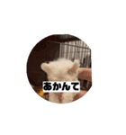 しょんぼり顔の犬 動くほたて1（個別スタンプ：12）