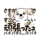 シーズー犬 2024『文字だらけで励ます』（個別スタンプ：21）