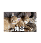 我が家のあつまり猫1（個別スタンプ：1）