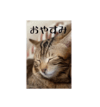 我が家のあつまり猫1（個別スタンプ：2）