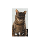 我が家のあつまり猫1（個別スタンプ：3）