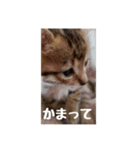我が家のあつまり猫1（個別スタンプ：4）