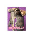 我が家のあつまり猫1（個別スタンプ：5）
