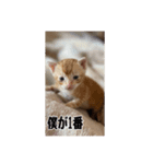 我が家のあつまり猫1（個別スタンプ：6）