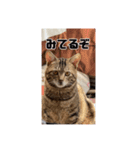 我が家のあつまり猫1（個別スタンプ：7）
