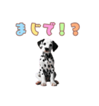 ダルメシアンの子犬スタンプ（個別スタンプ：13）