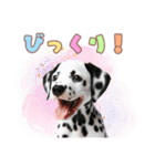 ダルメシアンの子犬スタンプ（個別スタンプ：19）