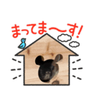 チンチラの令和6年11月14日（個別スタンプ：5）