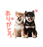 よく使う！パステル文字♡柴犬＆黒柴（個別スタンプ：1）