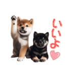 よく使う！パステル文字♡柴犬＆黒柴（個別スタンプ：3）