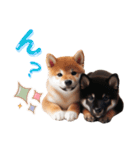 よく使う！パステル文字♡柴犬＆黒柴（個別スタンプ：10）