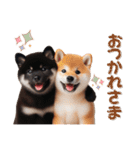 よく使う！パステル文字♡柴犬＆黒柴（個別スタンプ：14）