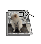 こむぎさん(3)（個別スタンプ：1）
