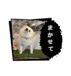 こむぎさん(3)（個別スタンプ：5）