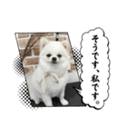 こむぎさん(3)（個別スタンプ：9）