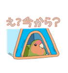 コザクラインコ好きスタンプ4（個別スタンプ：7）