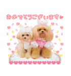 Honey 1th Birthday（個別スタンプ：6）