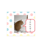 動くおこげりんとモカのスタンプ（個別スタンプ：15）