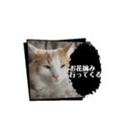 猫のムーたんダヨ4（個別スタンプ：11）