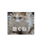 猫のムーたんダヨ4（個別スタンプ：13）