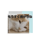 猫のムーたんダヨ4（個別スタンプ：14）