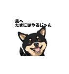 柴犬 夫へ1（個別スタンプ：2）