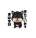 柴犬 夫へ1（個別スタンプ：4）