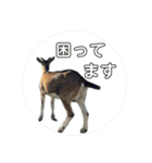 誠志郎農園（個別スタンプ：12）