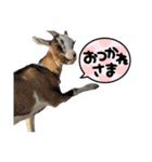 誠志郎農園（個別スタンプ：17）