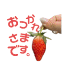 誠志郎農園（個別スタンプ：18）
