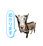 誠志郎農園（個別スタンプ：21）