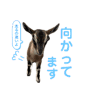 誠志郎農園（個別スタンプ：33）