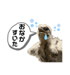 鳥が色々言うスタンプ#2（個別スタンプ：5）