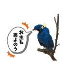 鳥が色々言うスタンプ#2（個別スタンプ：6）