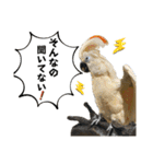 鳥が色々言うスタンプ#2（個別スタンプ：10）
