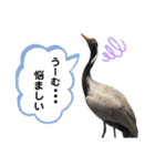 鳥が色々言うスタンプ#2（個別スタンプ：15）