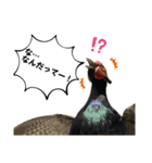 鳥が色々言うスタンプ#1（個別スタンプ：4）