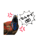 鳥が色々言うスタンプ#1（個別スタンプ：5）
