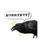 鳥が色々言うスタンプ#1（個別スタンプ：9）