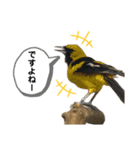 鳥が色々言うスタンプ#1（個別スタンプ：10）