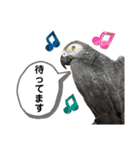 鳥が色々言うスタンプ#1（個別スタンプ：13）