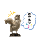 鳥が色々言うスタンプ#1（個別スタンプ：15）