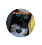 愛犬はなちゃんのん3（個別スタンプ：1）