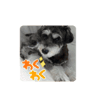 愛犬はなちゃんのん3（個別スタンプ：3）
