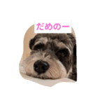 愛犬はなちゃんのん3（個別スタンプ：6）