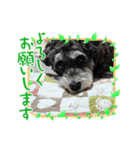 愛犬はなちゃんのん3（個別スタンプ：7）