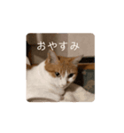 ちびすけの遊び日記2（個別スタンプ：4）