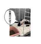 バキバキ担当（個別スタンプ：2）