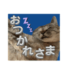 すずらんと仲間たちの巻（個別スタンプ：9）